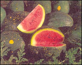 BRUCE FRITZ/SEED SAVERS EXCHANGE